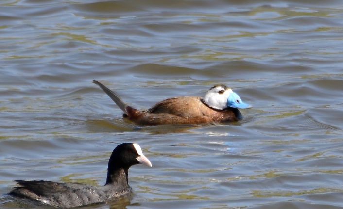 Koruma altındaki kuşlar Hersek Lagünü’nde