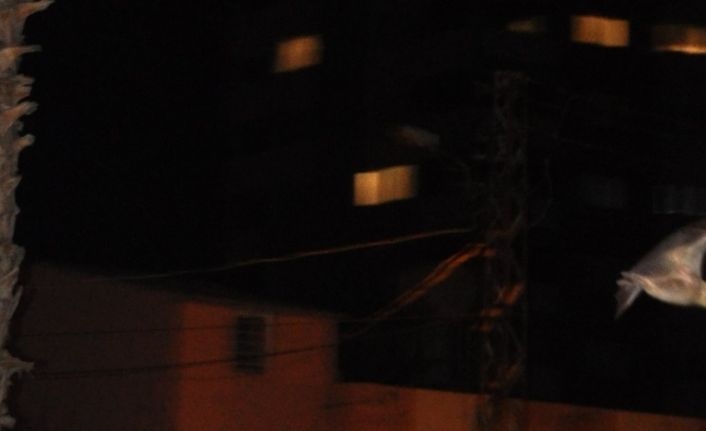 Kozan’da yarasa korkusu