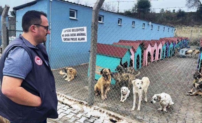 Lapseki’de hayvan barınağındaki sokak hayvanlarına kuduz aşısı yapıldı