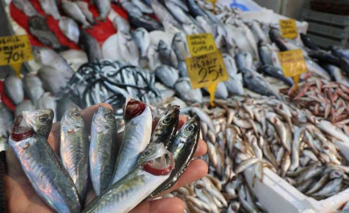 Levrek tavan, mezgit dip