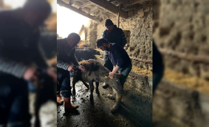 Manda tespit çalışması sürüyor