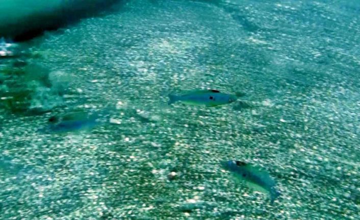 Mevsim normallerinin üzerinde seyreden deniz suyu sıcaklığı, balıkların üreme dönemini saptırdı