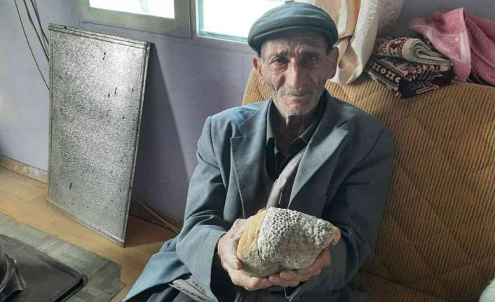 Milyonlarca yıllık arı peteği fosili buldu