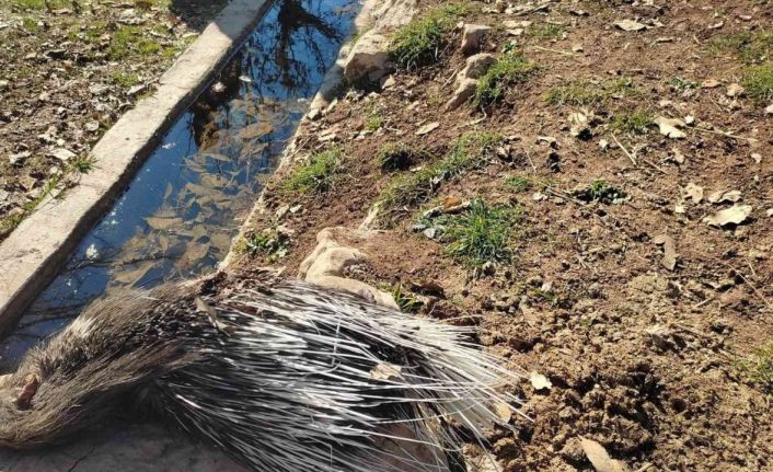 Nesli tükenme tehlikesi altındaki oklu kirpi telef olmuş halde bulundu