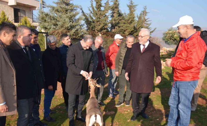 Özenle korunan dağ ceylanları çoğalıyor