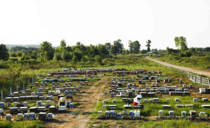 Sakarya Büyükşehir bu proje ile bir yılda 29 ton bal üretti