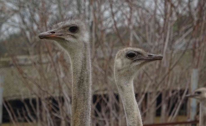 Sıcak hava onları da şaşırttı...Deve kuşları mevsimleri karıştırdı kışın yumurtlamaya başladı