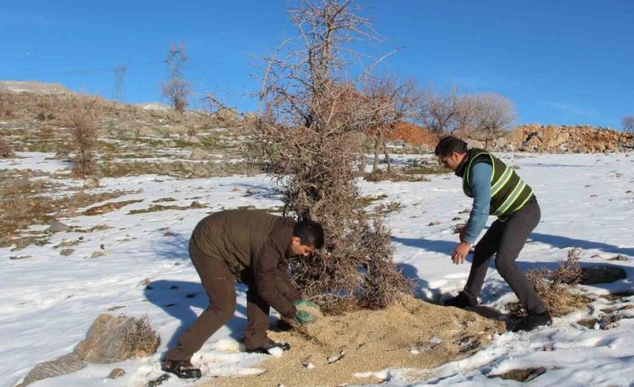 Siirt’te yaban hayvanları unutulmadı, birçok noktaya yem bırakıldı