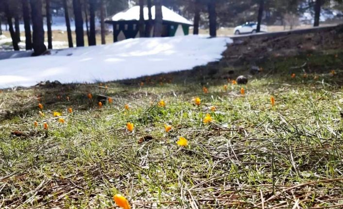Simav Gölcük Yaylasında kar ve çiğdemler yan yana