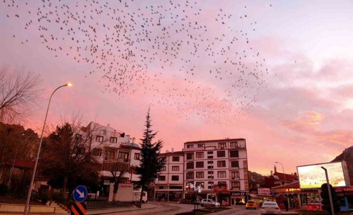 Tablo gibi gökyüzüne sığırcık sürüsünden fırça darbeleri