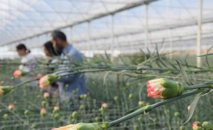 Tanesi 2 ile 5 TL arasında satılıyor, kimse yetiştirmeye cesaret edemiyor