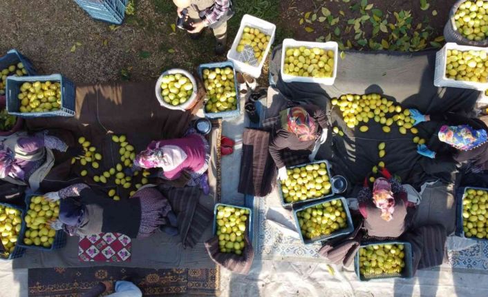 Tarım-ÜFE yıllık yüzde 151,03 arttı