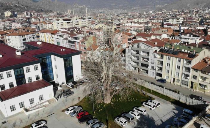 Tokat’ta 5 asırlık çınar ağacı koruma altına alındı