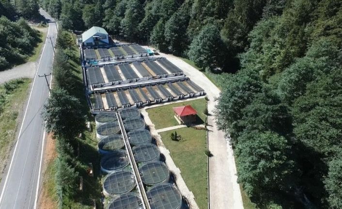 Trabzon’da 2022 yılında 2 milyon 100 bin adet yavru doğal alabalık üretimi yapıldı