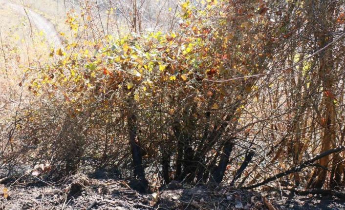 Trabzon’da örtü yangını, 3 dönümlük fındık arazisi zarar gördü