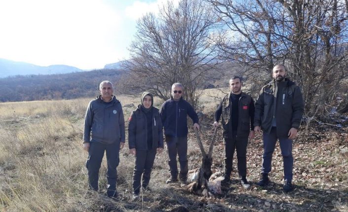 Tunceli’de yaban keçisi öldüren 4 kişiye 264 bin 576 lira ceza