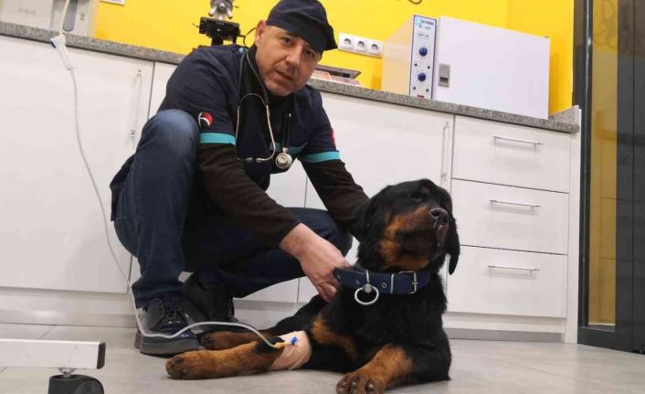 Türkiye’de 13 milyon civarında kedi ve köpek, 200’ün üzerinde bulaşıcı hastalık var