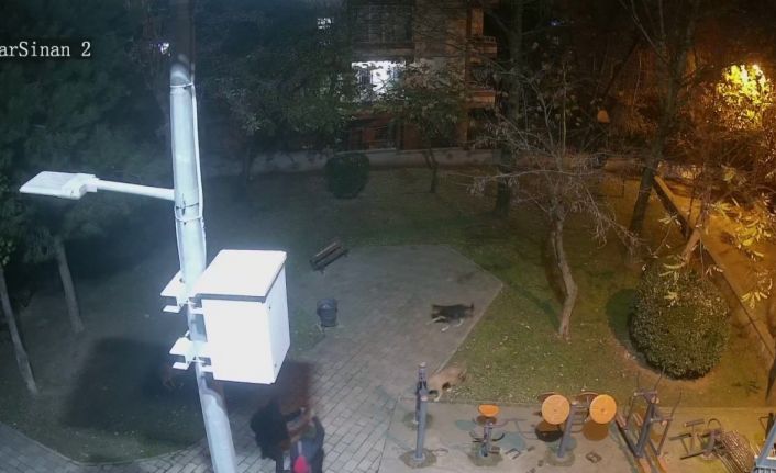 Ümraniye’de sokak köpeklerine ateş eden saldırganının önüne geçerek canını siper etti
