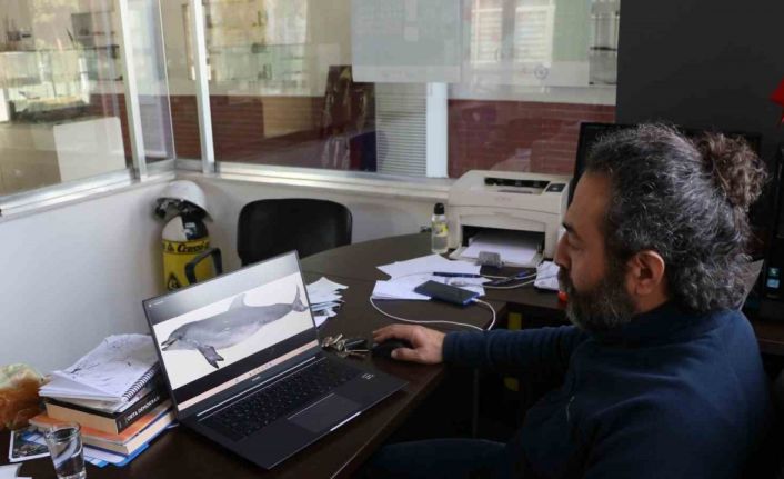 Uzmanından korkutan uyarı: "Yunus balıkları, önlem alınmazsa nesli tükenme tehlikesi altına girebilir”