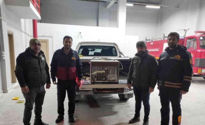Van’da tel örgüye sıkışarak yaralanan tilki tedavi altına alındı