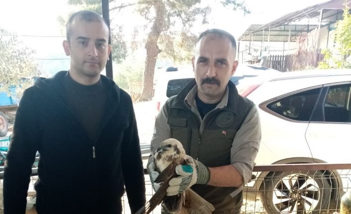 Yaralı bulunan saz delicesi kuşu, tedavi altına alındı