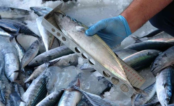 Yılmaz: “Ordu’da sürdürülebilir balıkçılığın sağlaması adına bin 417 denetim yapıldı”