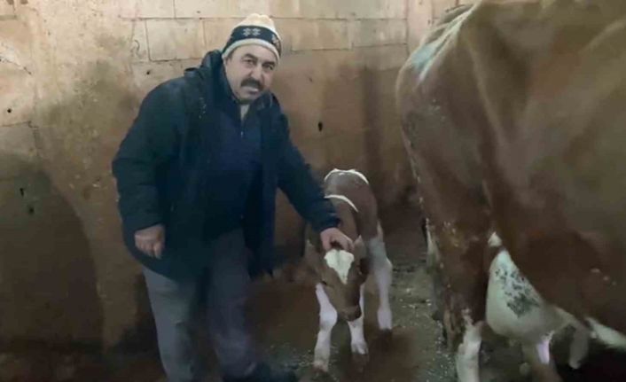 15 gün erken doğan buzağılara "Deprem 1" ve "Deprem 2" ismini verdi