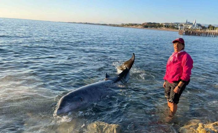 Antalya’da otele yerleşen depremzede aile, kıyıya vuran 4 metrelik dev yunusu kurtardı