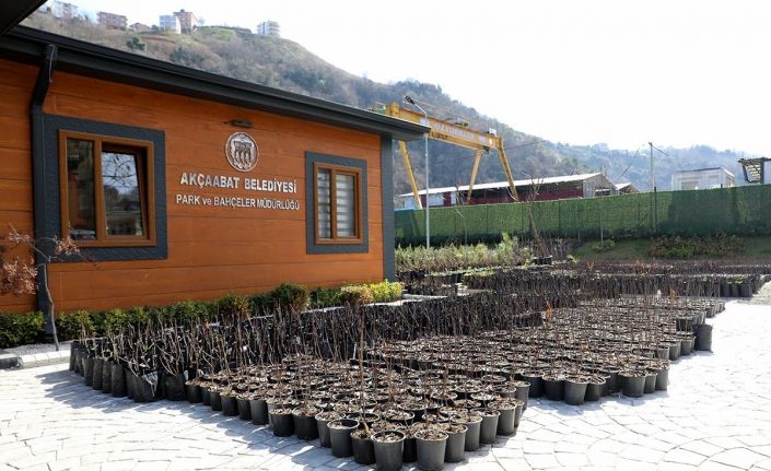 Başkan Ekim: “Akçaabat Karadeniz’de süper meyve ‘Aronya’nın üretim merkezi olacak”