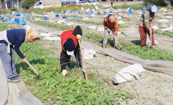 Deprem bölgesi Hatay’da çiftçiler, üretime geçmeye başladı