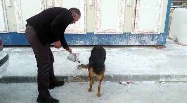 Erzurum Valiliği deprem bölgesindeki sokak hayvanlarını unutmadı