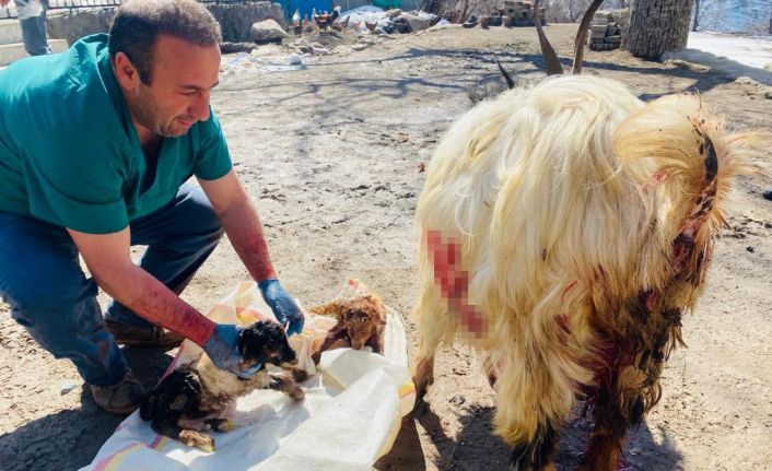 Hamile keçiyi sezaryen yaprak kesilmekten kurtardı