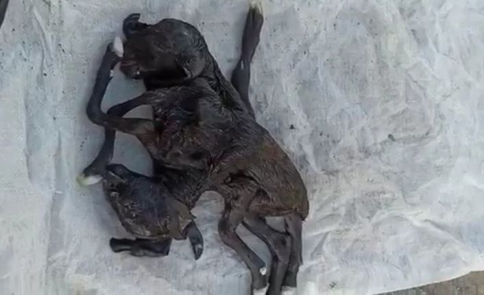 Iğdır’da çift başlı altı ayaklı oğlak dünyaya geldi