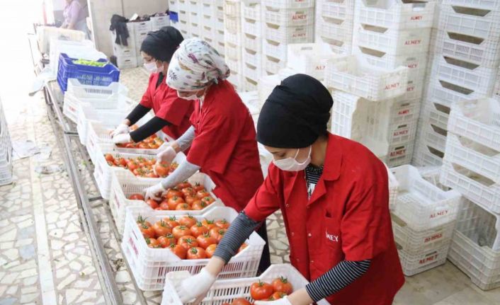 İşlem gören domates miktarı geçen yılın aynı ayına göre yüzde 19 azaldı