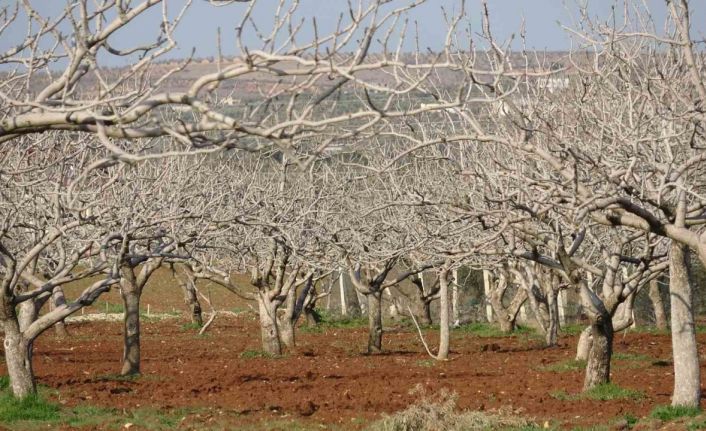 Kilis’te çiftçiler gece çadırda gündüz tarlada