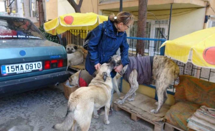 Kulübeleri kaldırılan sokak köpeklerini altlarına kilim serip yelek giydirerek soğuktan korudu