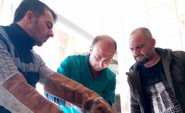 Manisa’da yaralı kızıl şahin tedavi altına alındı