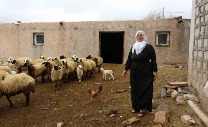 Mardin’in tek kadın muhtarı Nebahat, gelin geldiği köyü iki dönemdir yönetiyor