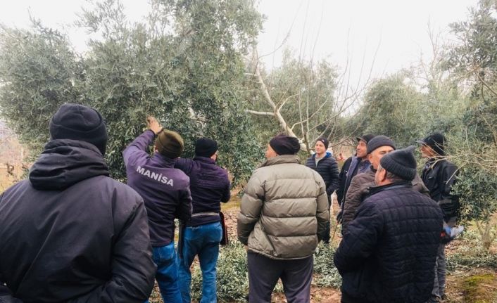 Salihli’de zeytin üreticilerine uygulamalı budama kursu