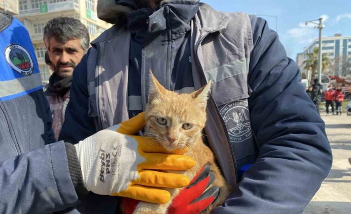 Ses geldiği için girdikleri binada 104 saat mahsur kalan kediyi kurtardılar