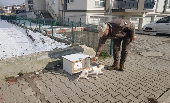 Sokak kedileri üşümesin diye kedi evleri Bolu’nun dört bir yanına konuldu
