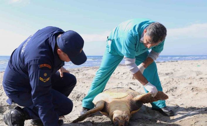Tekirdağ sahilinde "caretta caretta" ölüsü bulundu