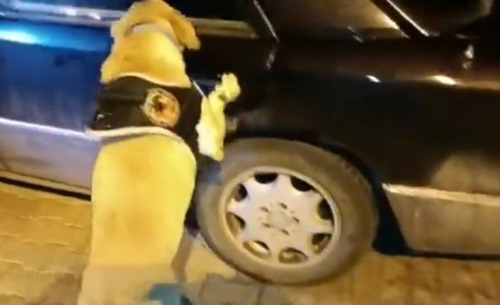 Uyuşturucu tacirleri ’Jack’in hassas burnundan kaçamadı: 8,5 kilo uyuşturucu ele geçirildi