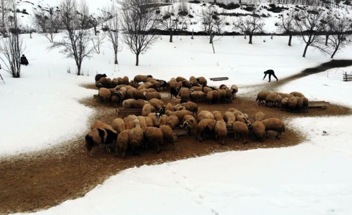 Zorlu kış şartlarında besicilerin ‘kuzu’ mesaisi