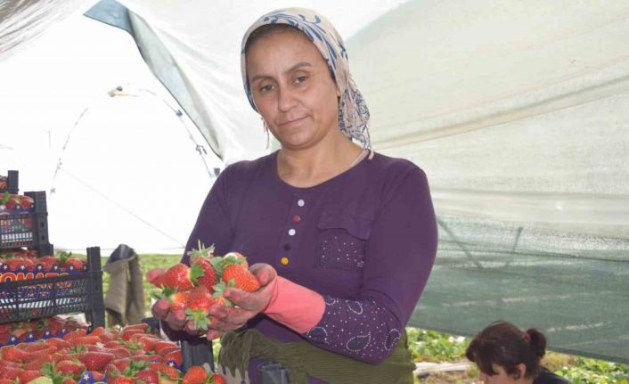 45 gün beklenip 6 ay hasat yapılıyor