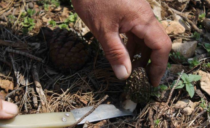 Altın değerinde: Yanan ormanlık alanda yetişti, köylüler her yerde onu arıyor
