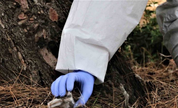 Antalya’da 50 metrekare alanda 60 bin "terminatör" böcek üretiliyor