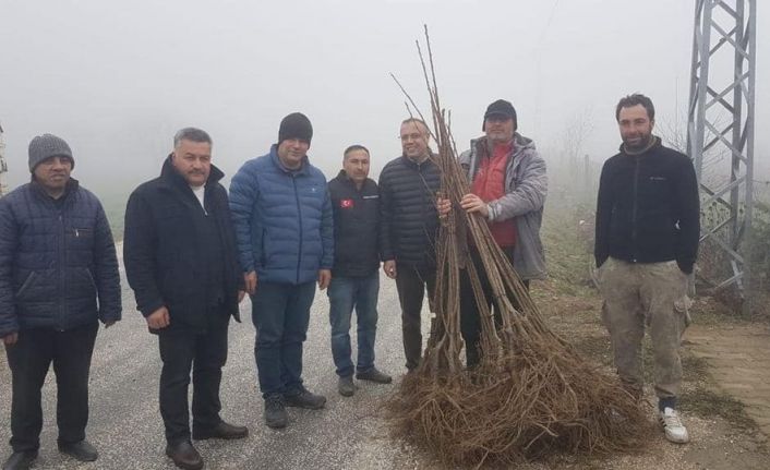 Atıl alanlar kestanelerle dolacak