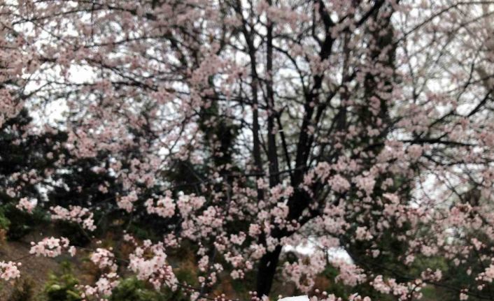 Baharı bekleyen Ankara’ya kış geri geldi