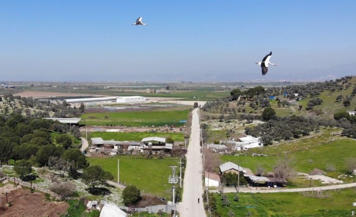 Baharın müjdecisi leylekler Aydın semalarında görsel şölen oluşturuyor